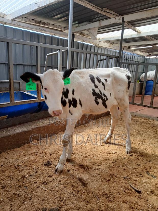 Pedigree Heifer. - main view