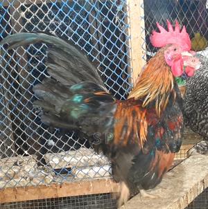 Serama Jogoo on Offer!