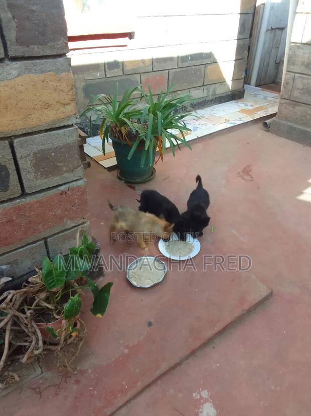 1-3 months Male Mixed Breed Japanese Spitz - main view