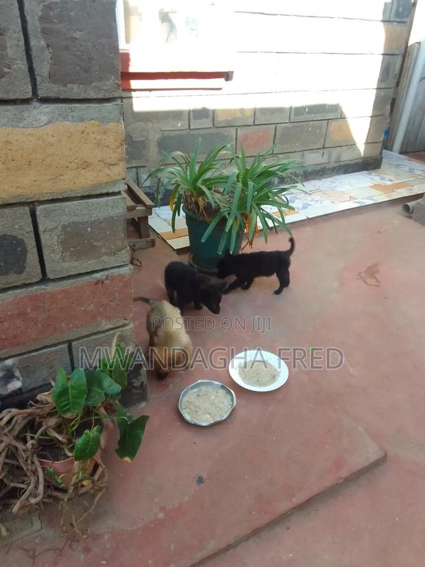 1-3 months Male Mixed Breed Japanese Spitz - thumbnail 3