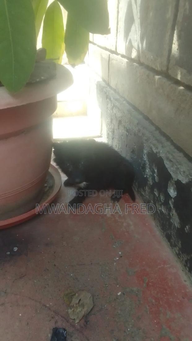 1-3 months Male Mixed Breed Japanese Spitz - thumbnail 4