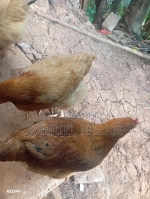 Improved Kienyeji - Kenbrooks - main view