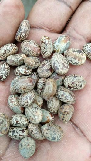 Castor Seeds - main view