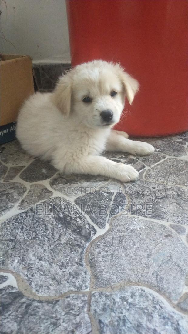 1-3 months Female Mixed Breed Japanese Spitz - thumbnail 3