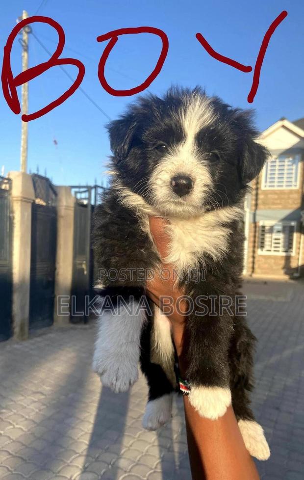 1-3 months Female Mixed Breed Japanese Spitz - main view