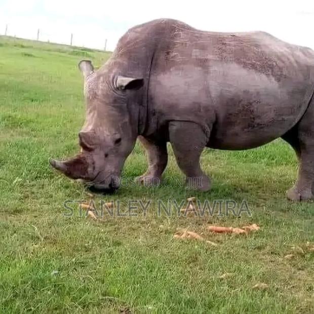 4 Acreas Nanyuki Sweet Water - thumbnail 7