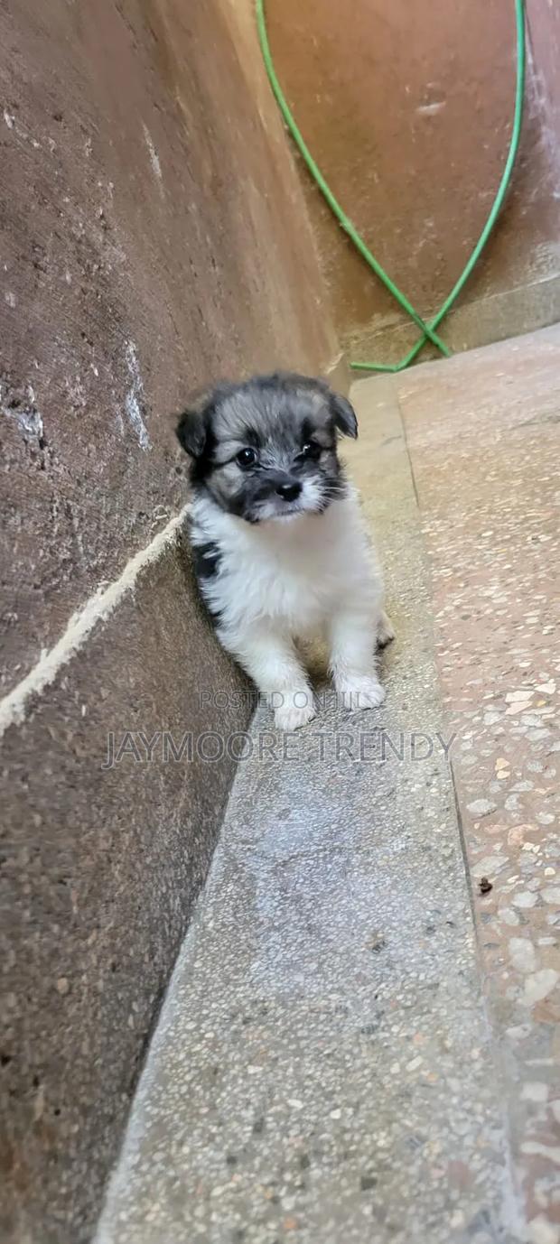 1-3 months Female Purebred Havanese - main view