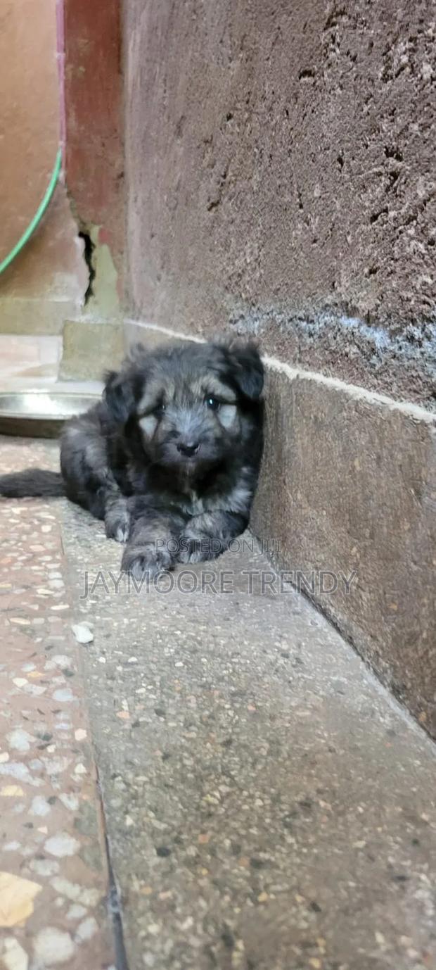 1-3 months Female Purebred Havanese - thumbnail 3