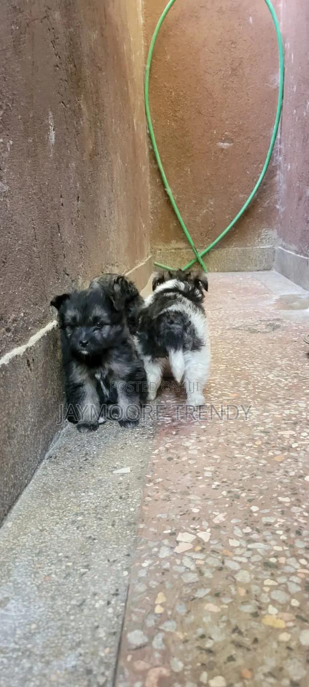 1-3 months Female Purebred Havanese - thumbnail 4