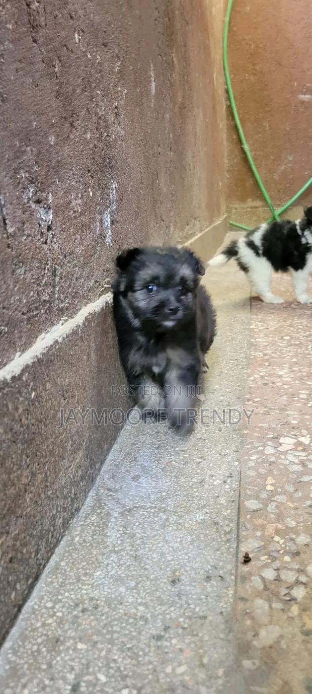 1-3 months Female Purebred Havanese - thumbnail 5