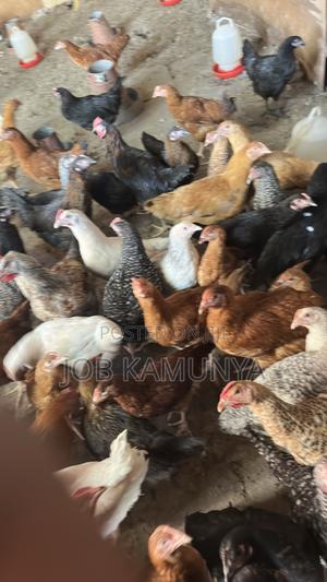 Improved Kienyeji - main view