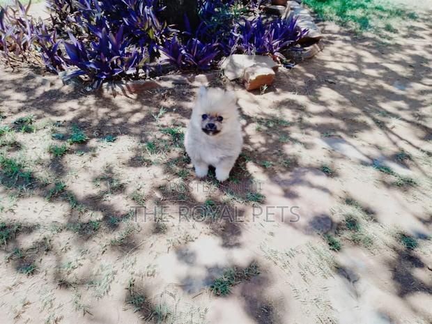 1-3 months Male Purebred Pomeranian - thumbnail 4