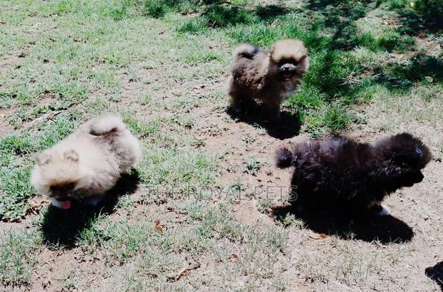 1-3 months Male Purebred Pomeranian - thumbnail 5