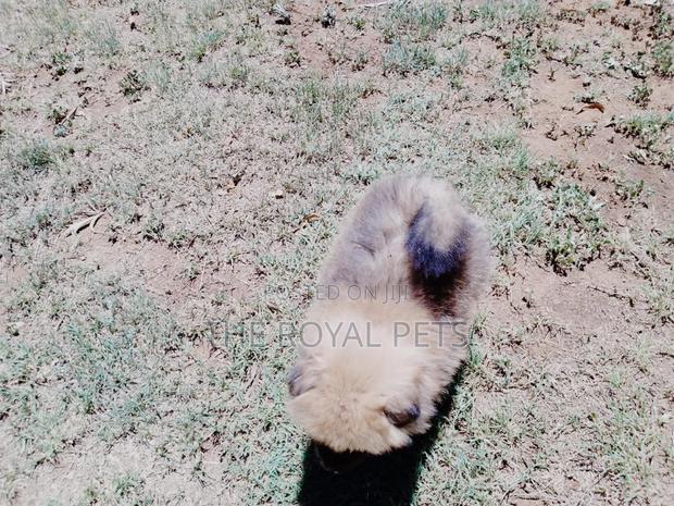 1-3 months Male Purebred Pomeranian - thumbnail 6