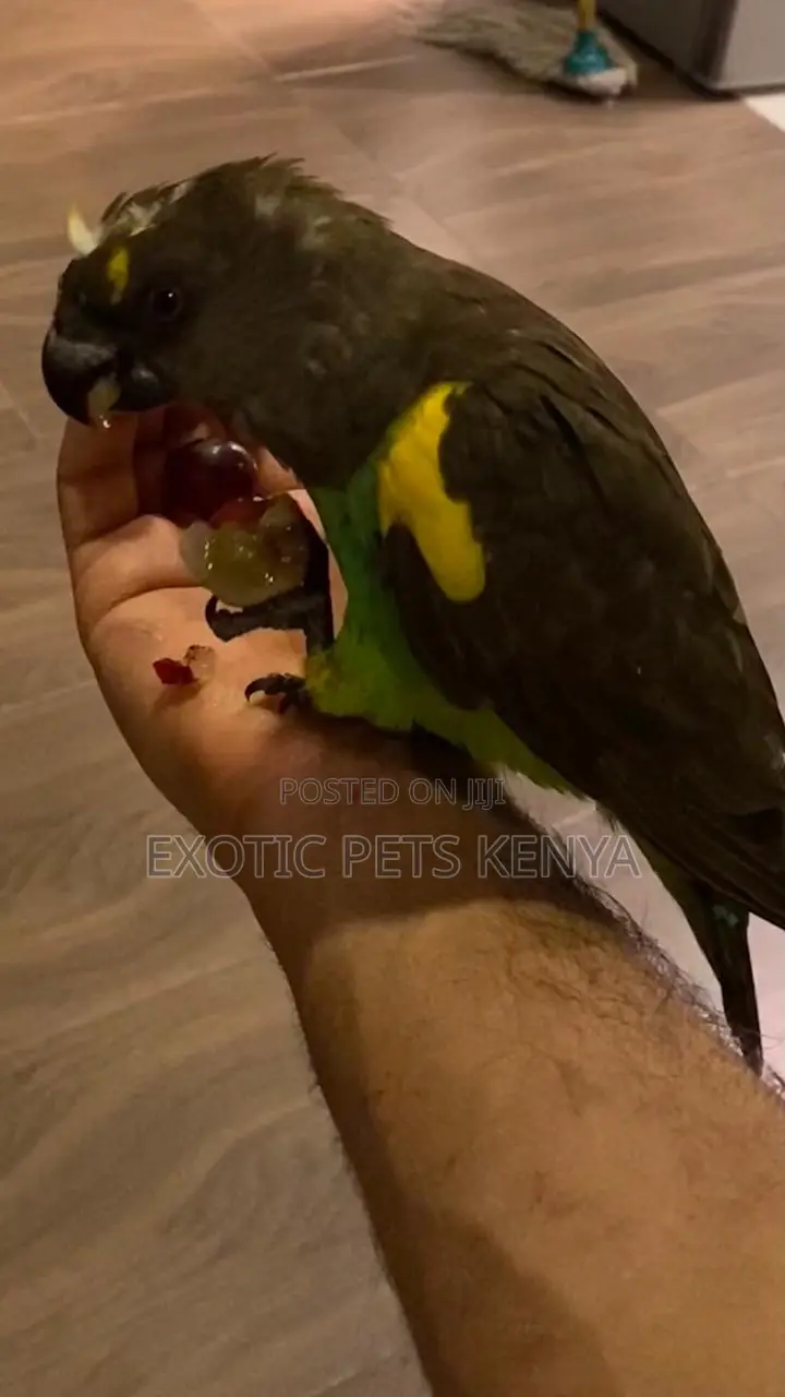 Senegal Parrot