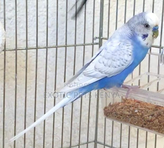Beautiful Budgies