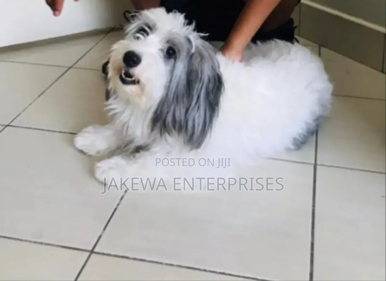1+ year Female Purebred Havanese