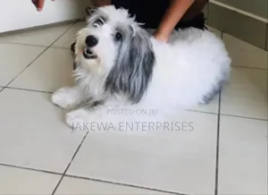 1+ year Female Purebred Havanese