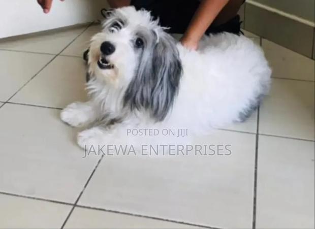 1+ year Female Purebred Havanese