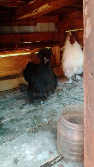 Silkies Ornamental Birds - main view