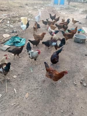 Hearth Chicken for Sale - main view