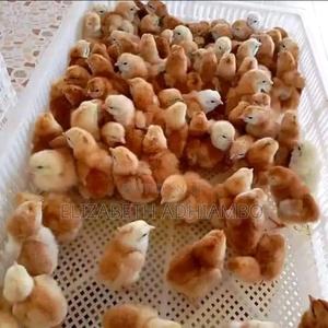 Day Old Chicks - main view