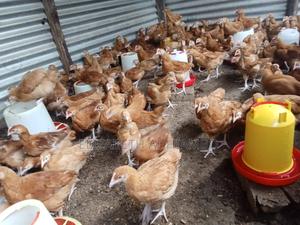2 Months Old Improved Kienyeji Chicks - main view