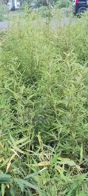 Miniature Bamboo