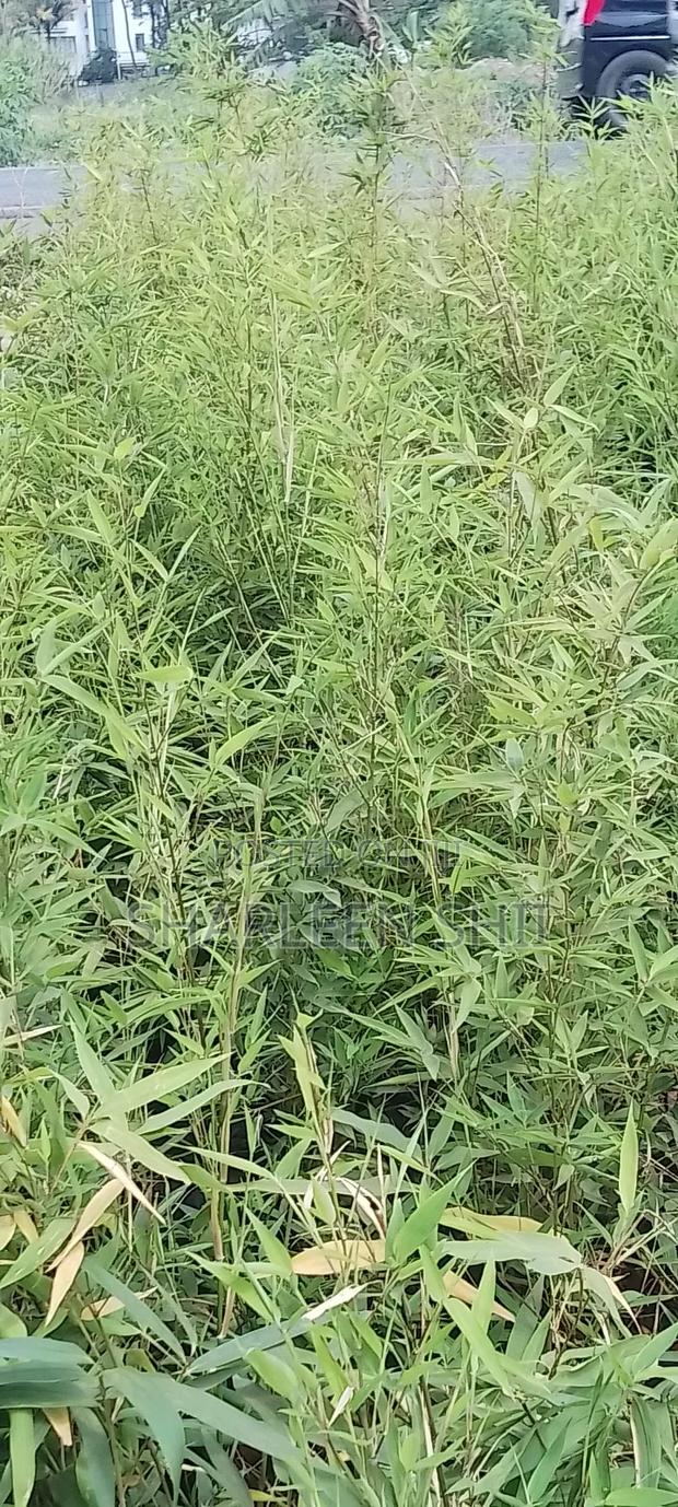Miniature Bamboo - thumbnail 4