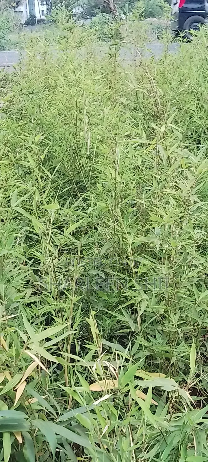 Miniature Bamboo