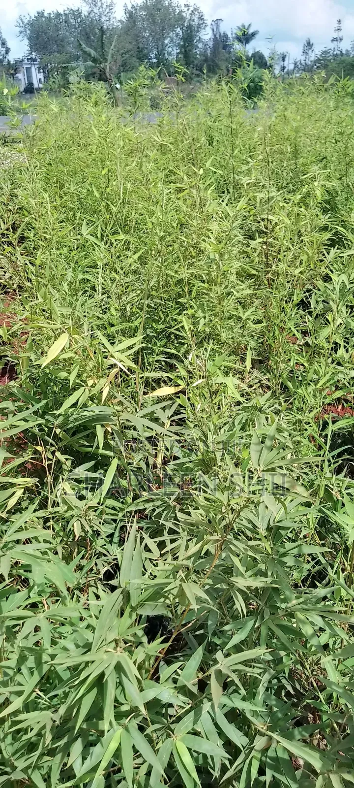 Miniature Bamboo