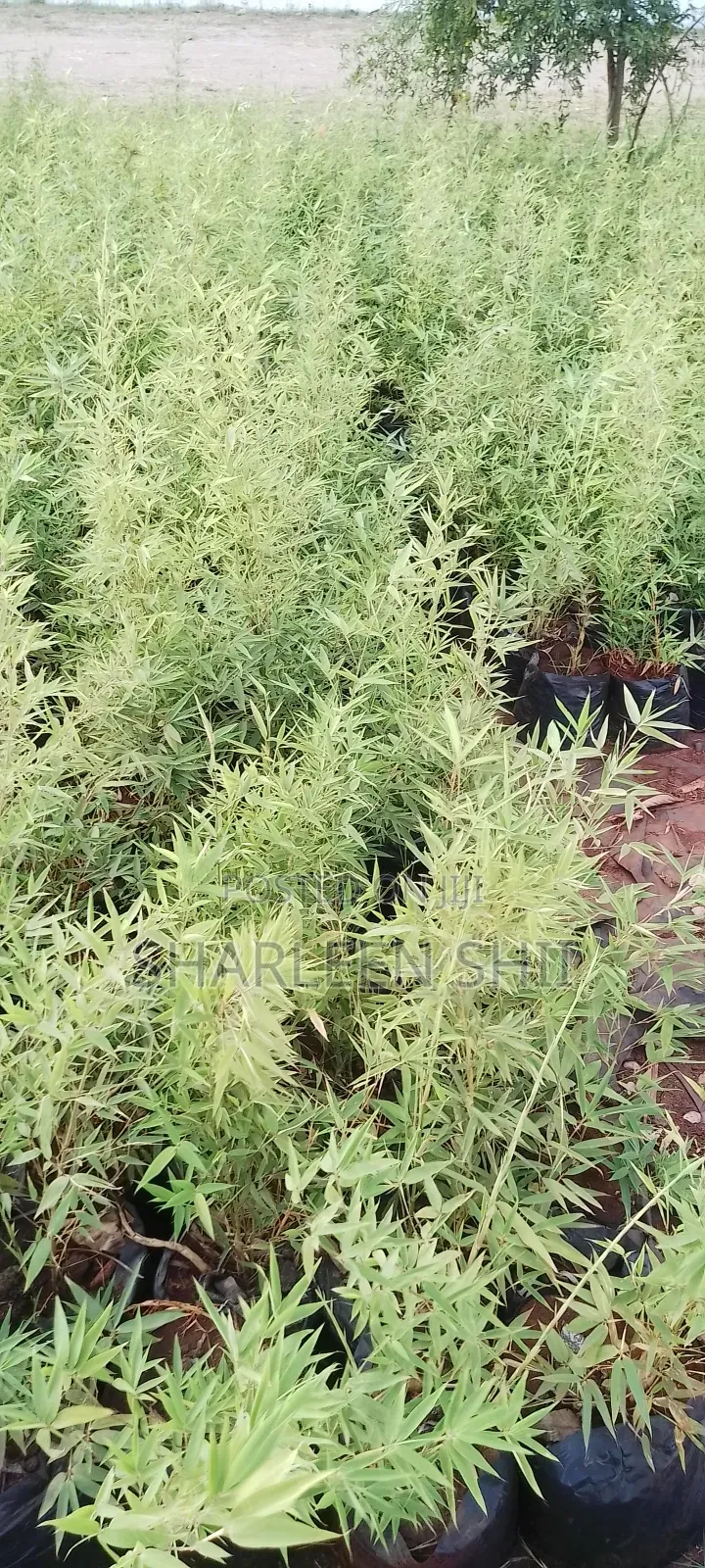 Miniature Bamboo
