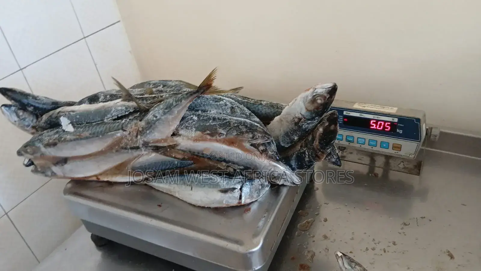Titus Fish (Iced Fish)