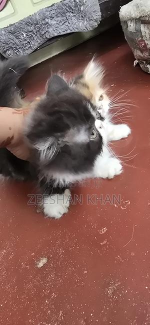 1-3 months Female Purebred Persian - main view