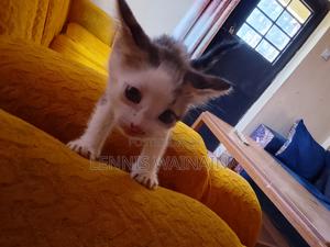 0-1 month Male Mixed Breed Mongrel (No Breed)