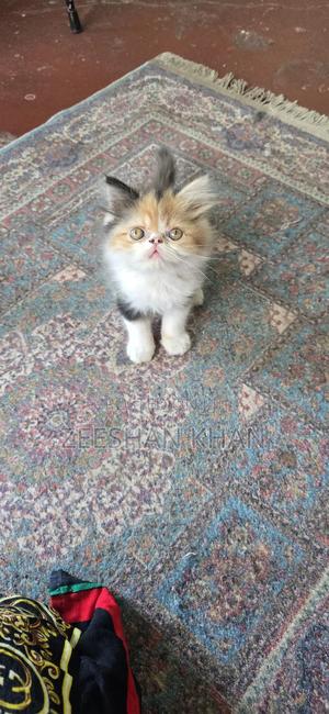 1-3 months Female Purebred Persian - main view