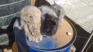 Angora Rabbit