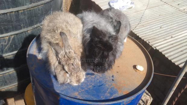 Angora Rabbit - thumbnail 3