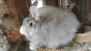 Angora Rabbit
