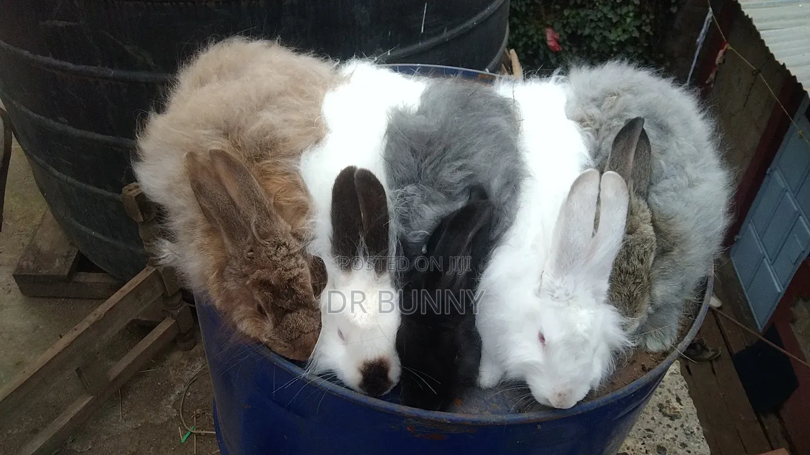 Angora Rabbit