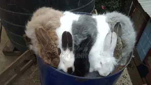 Angora Rabbit