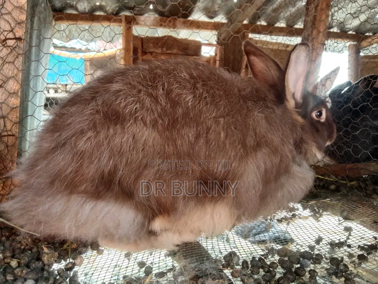 Angora Rabbit