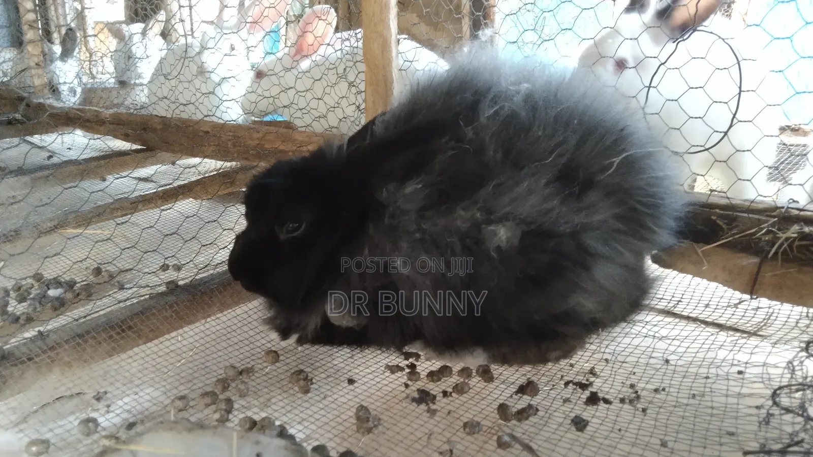 Angora Rabbit