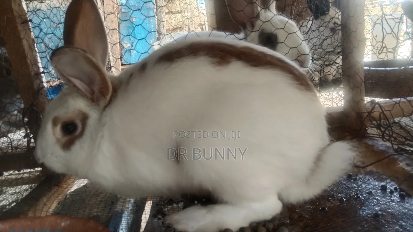 Hybrid Rabbits