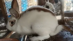 Hybrid Rabbits