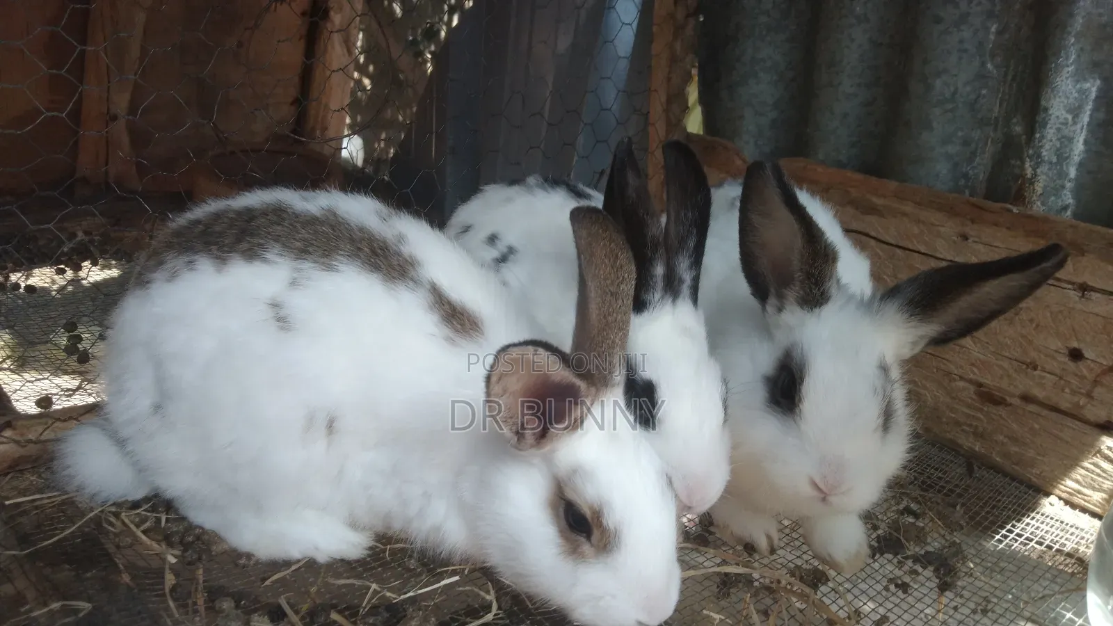 Hybrid Rabbits