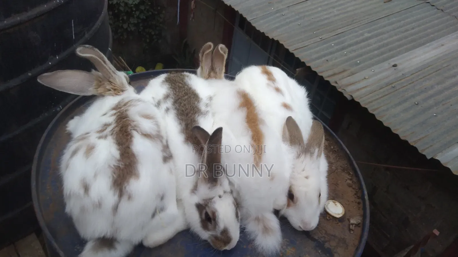 Hybrid Rabbits