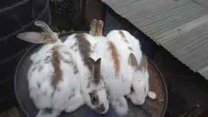 Hybrid Rabbits