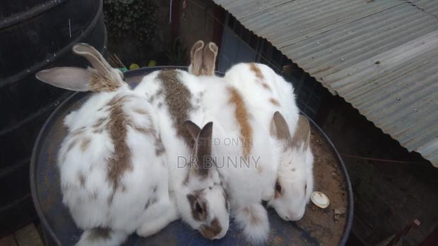 Hybrid Rabbits - thumbnail 5