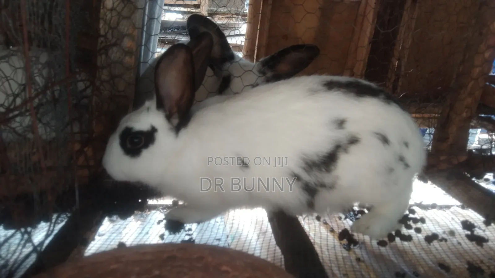 Hybrid Rabbits